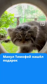 Манул Тимоша из Московского зоопарка проявил охотничьи навыки и готовится к поиску невесты