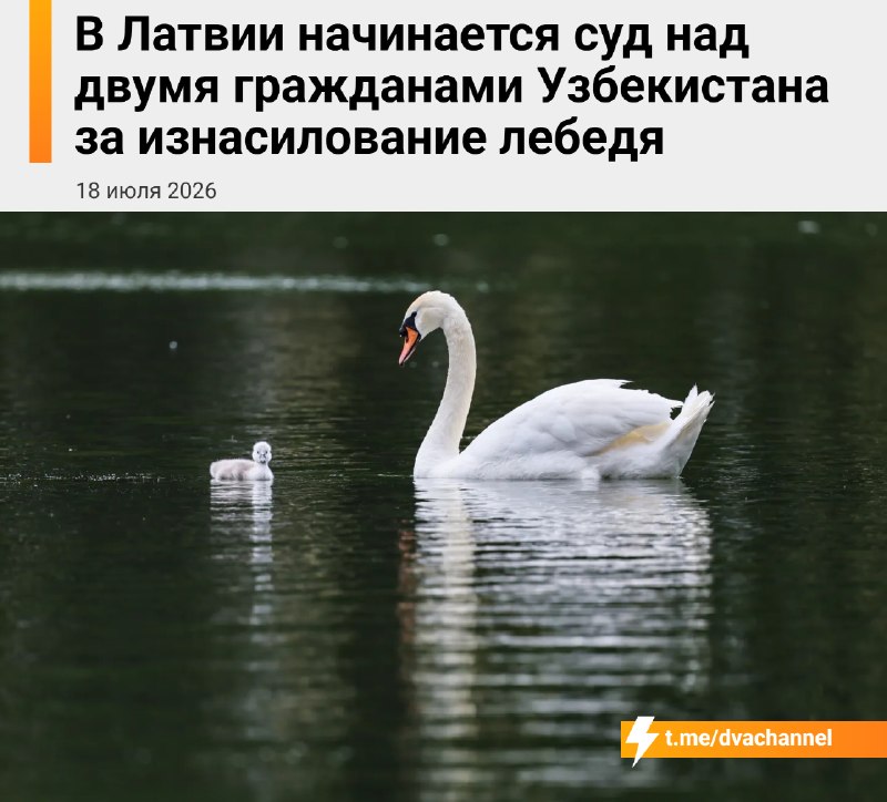 В Латвии мигранты из Узбекистана жестоко истязали лебедя