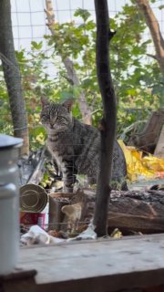 Фронтовых котиков лучше не обижать!