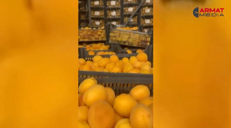 Армянские абрикосы испортились при попытке экспорта в Испанию