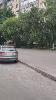 В Санкт-Петербурге на проспекте Сизова заметили двух лосей