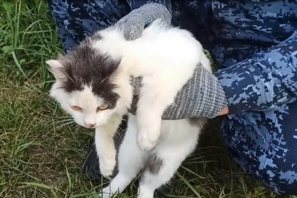 В Нижегородской области задержали кота-наркокурьера