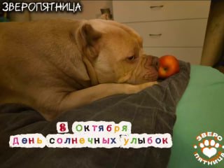 Проект «Фонтанка» поздравил с «ЗвероПятницей» и предложил улыбнуться.