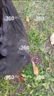 Породистая собака на Сахалине выкормила котят, выброшенных из окна.