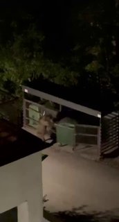 В Сочи медведь угнал мусорный контейнер.