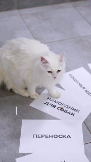 Видео о коте-селлере на маркетплейсе завирусилось в соцсетях.