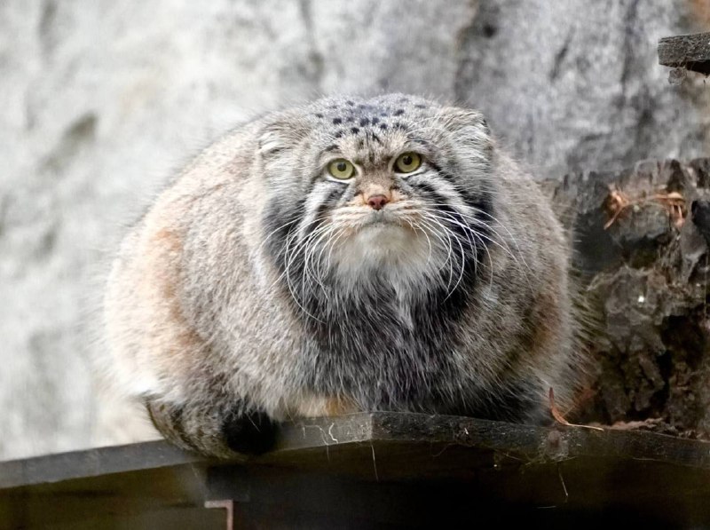 Московский зоопарк ищет невесту для манулу Тимофею