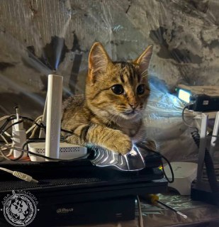 Фронтовые котики и быт солдат