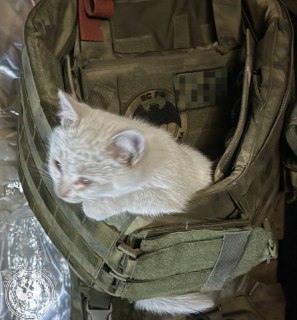 Иллюстрация 2