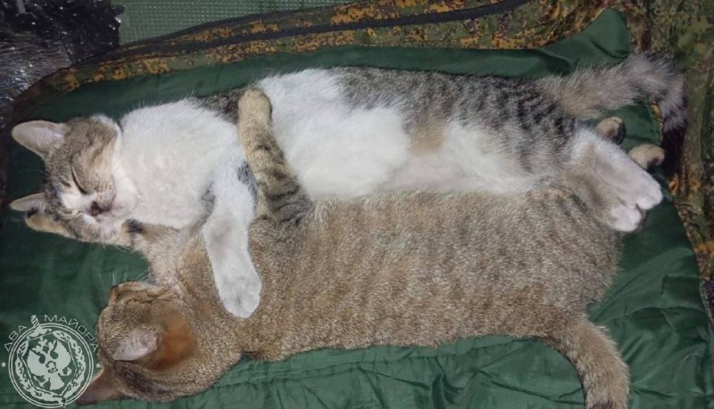 Иллюстрация 6