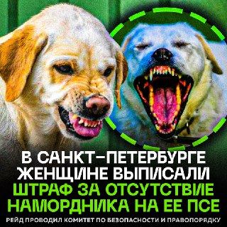 В Петербурге петербуржцев начали штрафовать за выгул собак без намордника