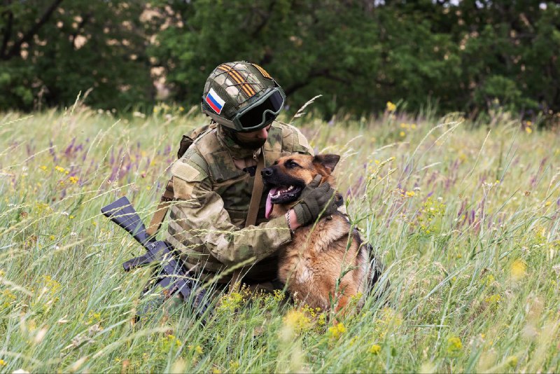 Сбор средств на аптечки для собак-бойцов