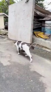 Невероятная дружба: кошка усыновила обезьяну в Малайзии