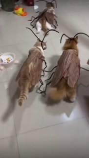 Жуткое нашествие моли в квартире попало на видео