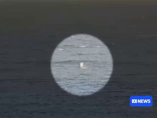 Серфер отбился от акулы