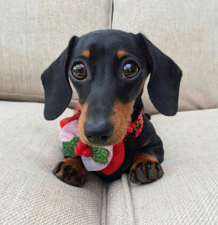 Международный день собак и доброты