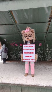 В Новосибирске протестуют против закона об усыплении бродячих животных