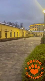 Лиса замечена в центре Петербурга