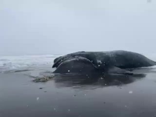 На Охотском море нашли мертвого кита