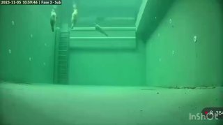 Забавный факт о сне тюленей