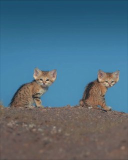 Иллюстрация 5