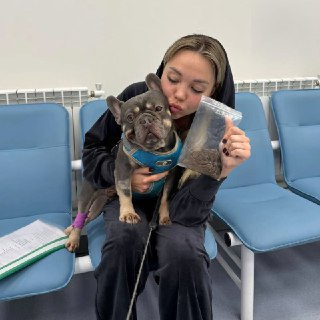 Бульдог съел трусы и попал в больницу