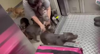 В Петербурге на курьера напала стая бойцовых собак