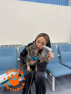 В Петербурге бульдог съел трусы хозяйки