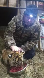 В Хабаровском крае спасли осиротевшего тигренка
