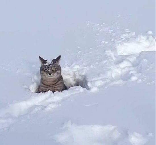 В Москве ожидается значительный снегопад