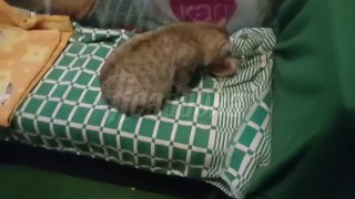 Кот нашел дорогу в приют в ночь перед Рождеством