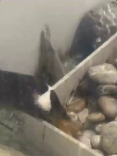 Пингвины и романтика: необычный способ выражения чувств