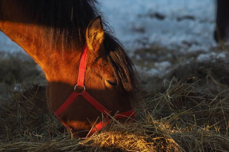 Встречайте символ года: уникальные мезенки в Архангельской области