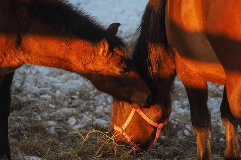 Иллюстрация 3