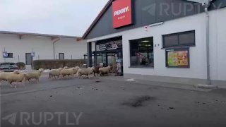 Овцы устроили набег на супермаркет в Баварии