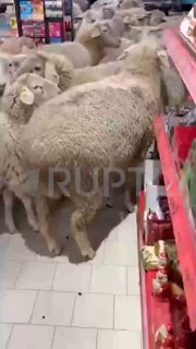 Иллюстрация 1