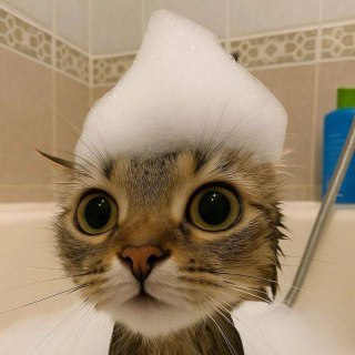 Рифмы и Панчи поздравили с Днем ванны