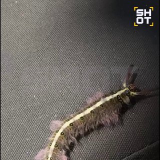 Россиянку укусила гусеница в Таиланде