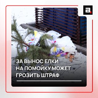 Осторожно, елка: как избавиться от дерева и не получить штраф