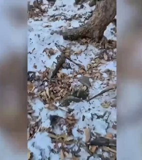 Тигра-нарушителя спокойствия поймали в Приморье