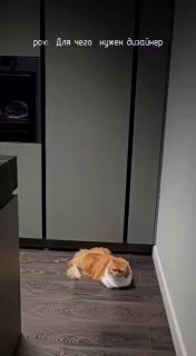 Дизайн квартиры с учетом кота