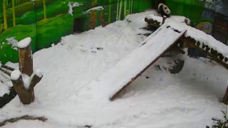 Панда Катюша наслаждается зимой в Московском зоопарке