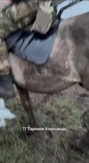 Необычное решение: лошади и Starlink