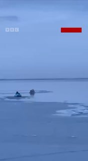 В Азовском районе спасли пеликана, вмерзшего в лед