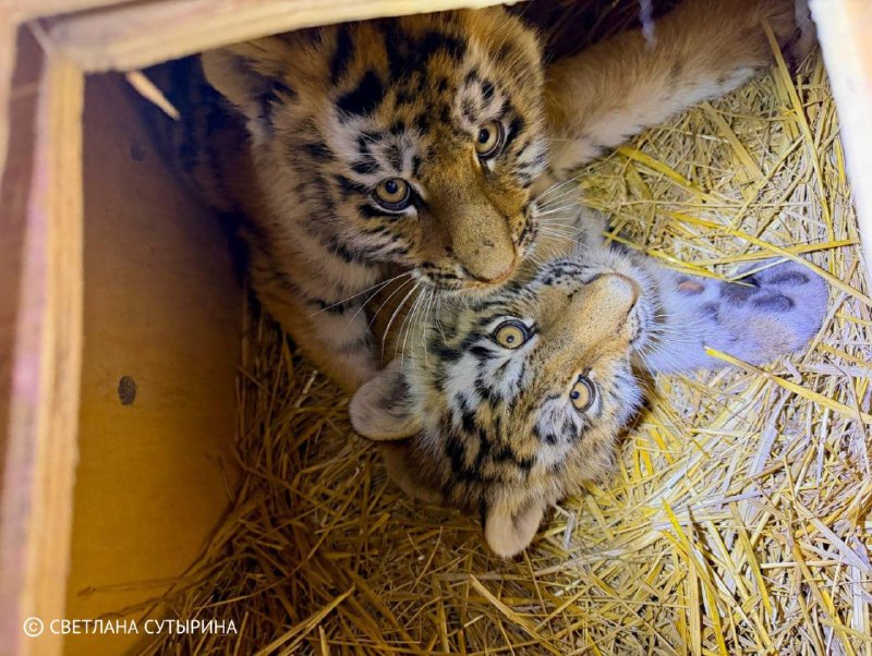 В Приморье спасли тигрят