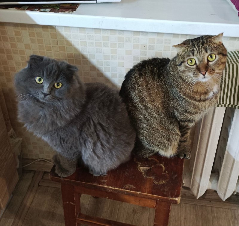 Зарисовки из жизни Мракоборцев