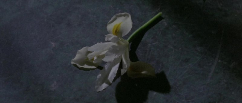 Рецензия на артхаусный фильм "Ирис в крови"