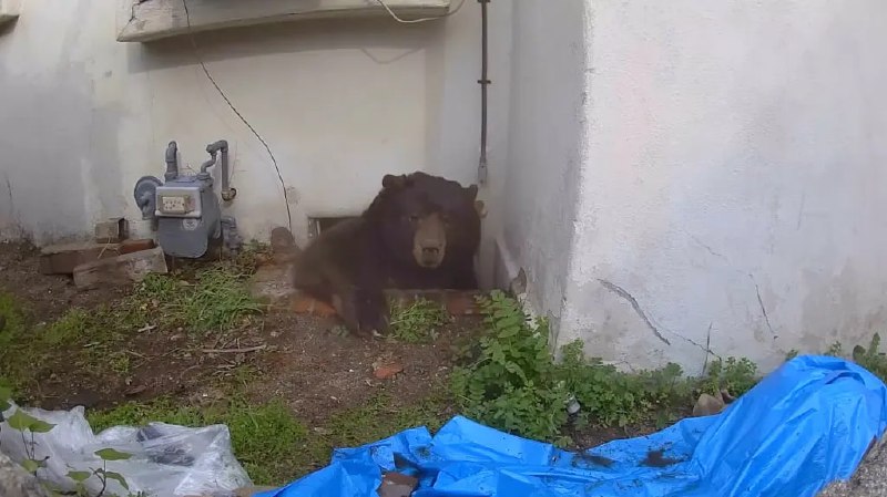 Калифорнийца прогнал медведя из дома после 37 дней совместного проживания