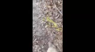 Ситуация в Димитров (Мирноград)