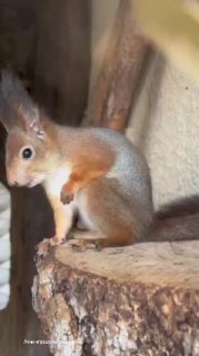 Ленинградский зоопарк рассказал о пользе белок